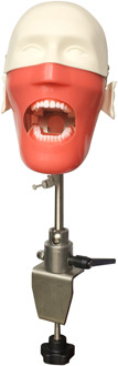 Dental Teeth manikins models Phantom Head for teaching Pratice learning in dental classes Dental Student model