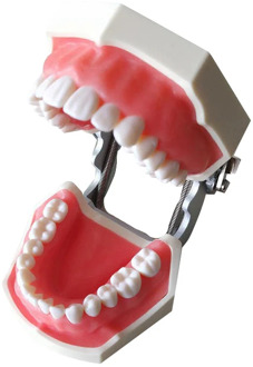 Dental tooth model dental model oral teaching resin tooth With 28 Removable Teeth Dentistry material for study model orthodontic