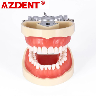 Dental Typodont Model With Removable Teeth Dental teaching tooth model Dental Teeth Model