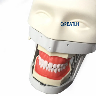 Dentist Phantom Head Simulation Practice Head Model Dental Training Teeth model Dental Teaching Model