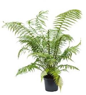 Dicksonia antartica L boomvaren kamerplant
