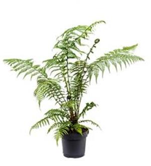 Dicksonia antartica M boomvaren kamerplant