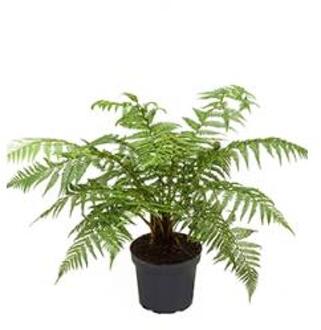 Dicksonia antartica stam S boomvaren kamerplant