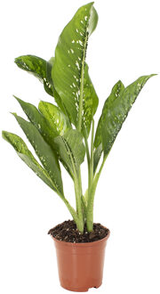 Dieffenbachia Crocodile Variegata