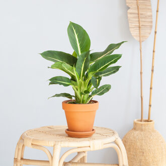 Dieffenbachia Green Magic - P12