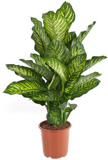 Dieffenbachia Maroba (Dief van Bagdad) - P 21 cm