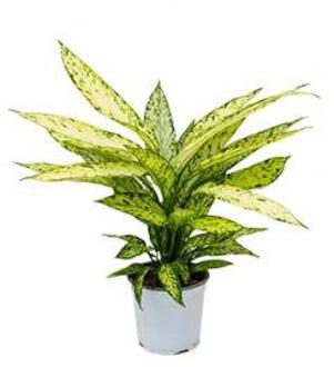 Dieffenbachia vesuvius S kamerplant