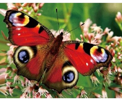 Dieren koelkast magneet 3D - dagpauwoog vlinder - magneten - kinderen - dieren Multi