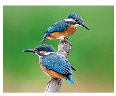 Dieren koelkast magneet - 3D effect - ijsvogels paartje - cadeau - kinderen - vogels Multi