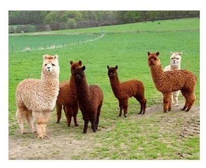 Dieren magneet 3D alpacas Multi