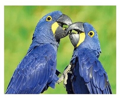Dieren magneet 3D ara papegaai