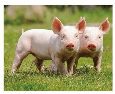 Dieren magneet 3D biggetjes Multi