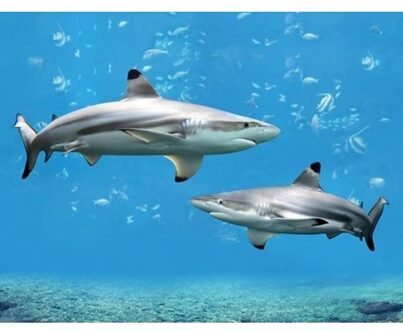 Dieren magneet 3D haaien - Action products