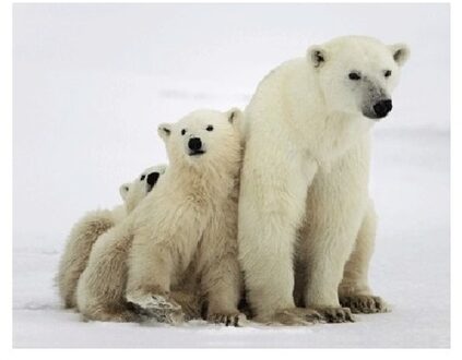 Dieren magneet 3D ijsberen - Action products