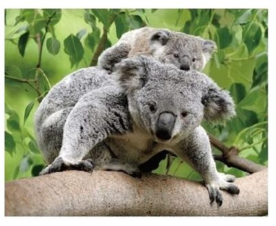 Dieren magneet 3D koalaberen Multi