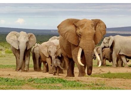 Dieren magneet 3D olifanten Multi