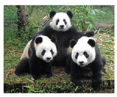 Dieren magneet 3D panda familie