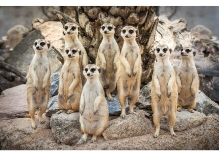 Dieren magneet 3D stokstaartjes Multi