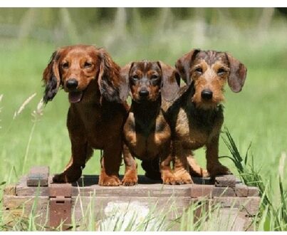 Dieren magneet 3D teckels - Action products