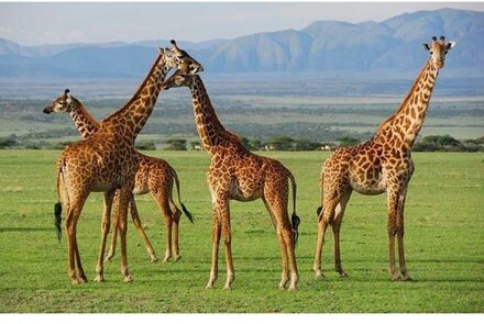 Dieren placemats giraf 28 x 44 cm