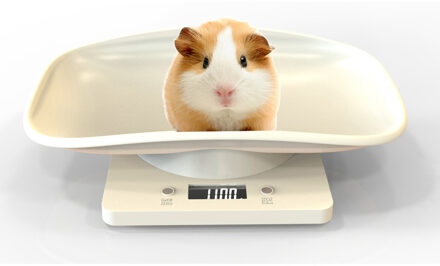 Digitale Weegschaal Lcd Pet Elektronische Weegschaal Mini Precisie Gram Gewicht Weegschaal Voor Maatregel Puppy Hoge Precisie # T1G