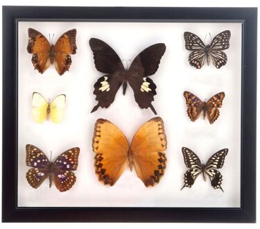 Dijk Natural Collections Vlinder schilderij