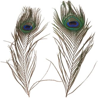 Dijk Veren pauw, 2st.