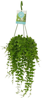 Dischidia Nummularia - P 14 cm