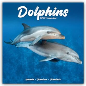Dolphins Calendar 2025 Square Animal Wall Calendar - 16 Month - Browntrout Wandkalender - Avonside Publishing Ltd