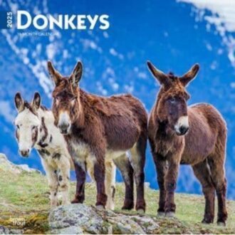 Donkeys 2025 12 X 24 Inch Monthly Square Wall Calendar Plastic-Free - Browntrout