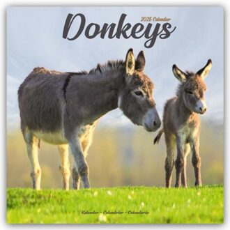 Donkeys Calendar 2025 Square Animal Wall Calendar - 16 Month - Browntrout Wandkalender - Avonside Publishing Ltd