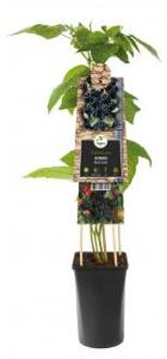 Doornloze Braam Rubus Black Satin 75 cm klimplant