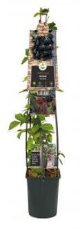 Doornloze Braam Rubus Thornfree L 120 cm klimplant