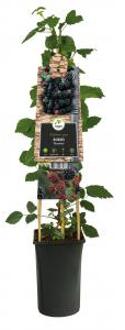 Doornloze Braam Rubus Thornfree M 75 cm klimplant