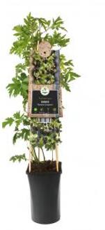 Doornloze Braam Rubus Thornless Evergreen M 75 cm klimplant