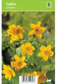 Dotterbloem (caltha palustris) voorjaarsbloeier - 12 stuks