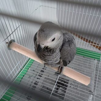 Draagbare Houten Papegaai Training Ruwe Hout Opknoping Stand Rack Speelgoed Parkiet Tak Zitstokken Voor Vogelkooi Speelgoed