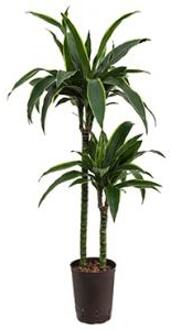 Dracaena arturo M hydrocultuur plant