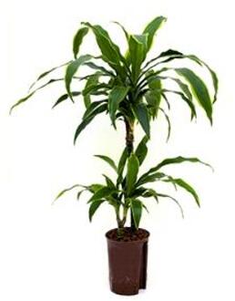 Dracaena arturo XS hydrocultuur plant