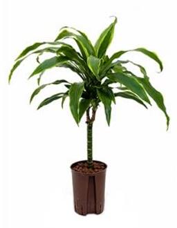Dracaena arturo XXS hydrocultuur plant