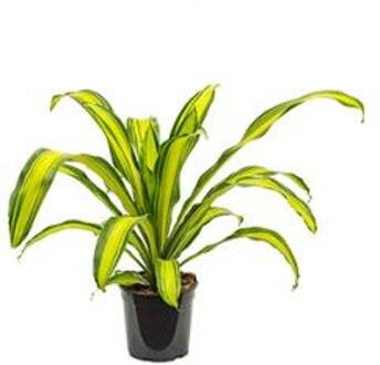 Dracaena charley M kamerplant