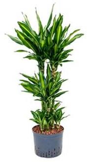 Dracaena cintho campinas hydrocultuur plant