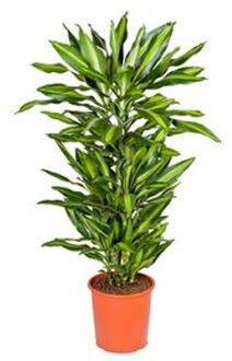 Dracaena cintho L kamerplant