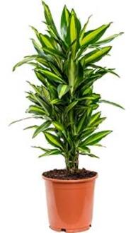 Dracaena cintho M kamerplant