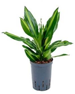 Dracaena cintho petrolina hydrocultuur plant