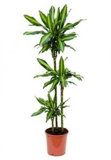Dracaena cintho S kamerplant