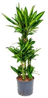 Dracaena cintho santos hydrocultuur plant