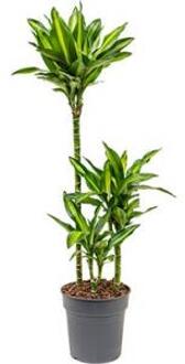 Dracaena cintho XS kamerplant