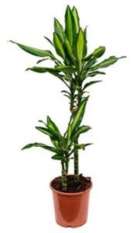 Dracaena cintho XXS kamerplant