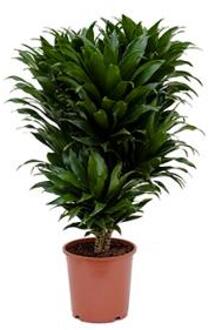 Dracaena compacta M kamerplant